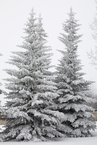 Diversified Services in Rhode Island recommends shaking snow from evergreen trees to avoid limbs being broken.