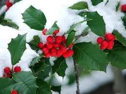 Diversified Services recommends holly as a great plant to add some color to your winter garden. 