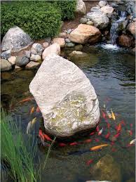 Moss covered boulder in a fish pond with koi fish adds element of earth ot the element f water.