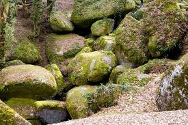 Moss covered boulders in a garden edging a landscaped area